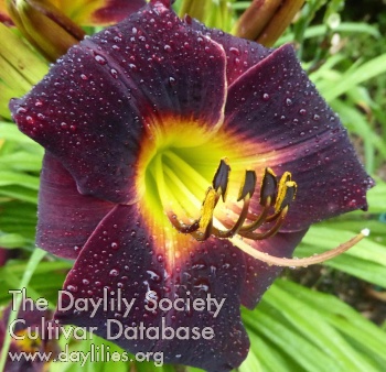 Daylily Total Eclipse